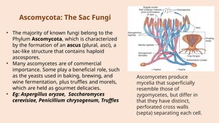 Morphology of Fungi - definition, types etc | PPTX