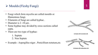 Morphology of Fungi || Fungi || Pharmaceutical Microbiology || B ...