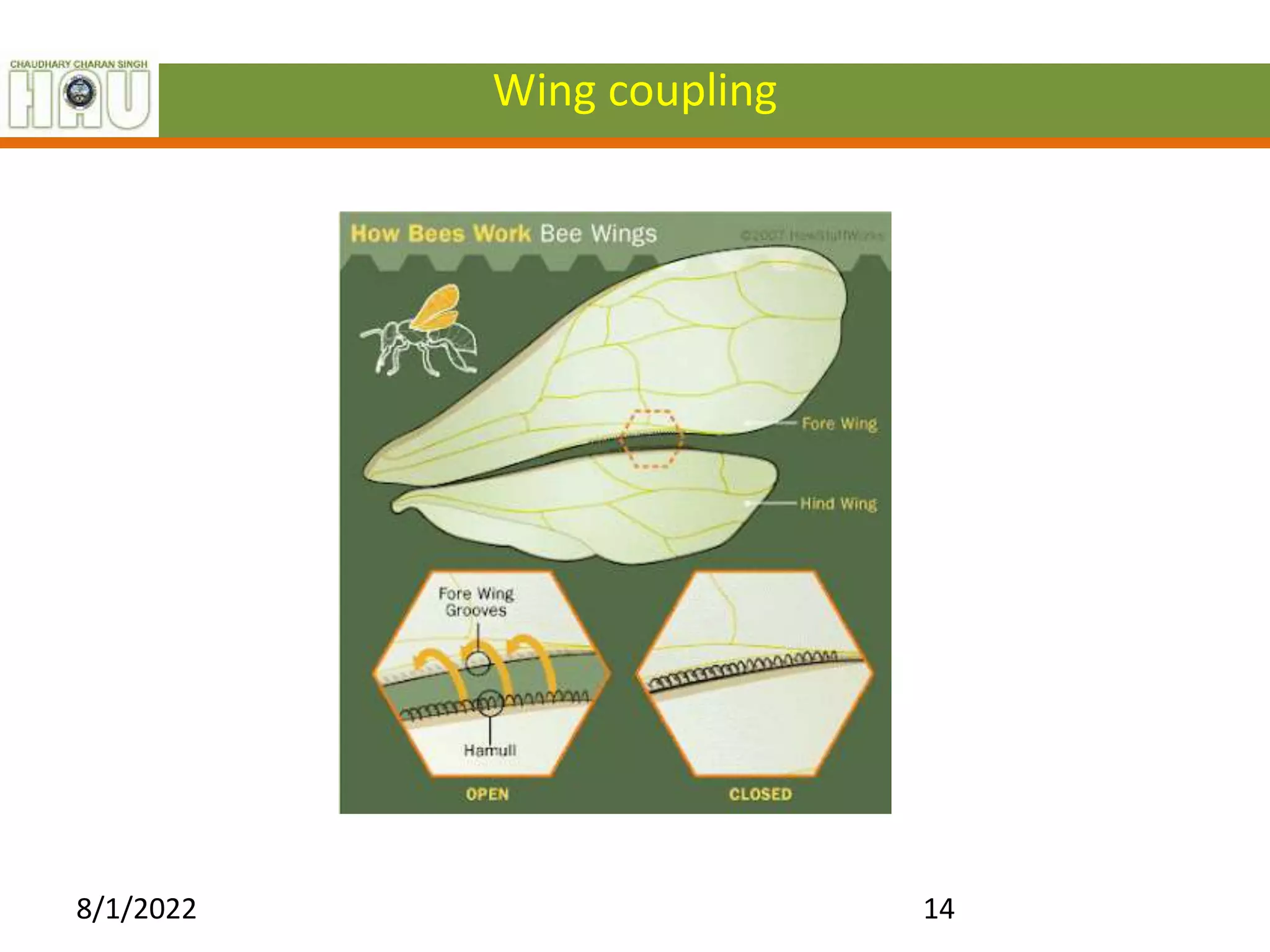 Morphology of Honey Bees.ppt
