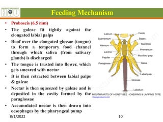 Feeding Mechanism
• Proboscis (6.5 mm)
• The galeae fit tightly against the
elongated labial palps
• Roof over the elongated glossae (tongue)
to form a temporary food channel
through which saliva (from salivary
glands) is discharged
• The tongue is trusted into flower, which
gets smeared with nectar
• It is then retracted between labial palps
& galeae
• Nectar is then squeezed by galeae and is
deposited in the cavity formed by the
paraglossae
• Accumulated nectar is then drawn into
oesophagus by the pharyngeal pump
8/1/2022 10
 