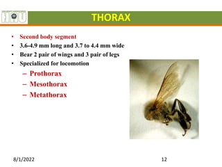 THORAX
• Second body segment
• 3.6-4.9 mm long and 3.7 to 4.4 mm wide
• Bear 2 pair of wings and 3 pair of legs
• Specialized for locomotion
– Prothorax
– Mesothorax
– Metathorax
8/1/2022 12
 