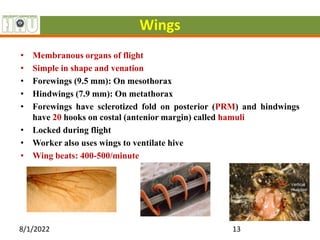 Wings
• Membranous organs of flight
• Simple in shape and venation
• Forewings (9.5 mm): On mesothorax
• Hindwings (7.9 mm): On metathorax
• Forewings have sclerotized fold on posterior (PRM) and hindwings
have 20 hooks on costal (antenior margin) called hamuli
• Locked during flight
• Worker also uses wings to ventilate hive
• Wing beats: 400-500/minute
8/1/2022 13
 