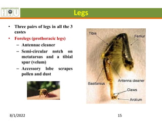 Legs
• Three pairs of legs in all the 3
castes
• Forelegs (prothoracic legs)
– Antennae cleaner
– Semi-circular notch on
metatarsus and a tibial
spur (velum)
– Accessory lobe scrapes
pollen and dust
8/1/2022 15
 