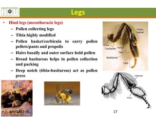 Legs
• Hind legs (mesothoracic legs)
– Pollen collecting legs
– Tibia highly modified
– Pollen basket/corbicula to carry pollen
pellets/pants and propolis
– Hairs basally and outer surface hold pollen
– Broad basitarsus helps in pollen collection
and packing
– Deep notch (tibia-basitarsus) act as pollen
press
8/1/2022 17
 