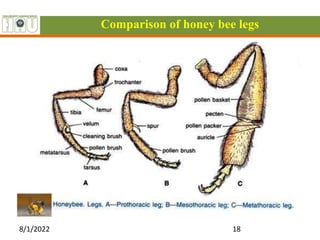 Comparison of honey bee legs
8/1/2022 18
 