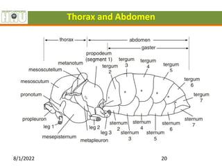 Thorax and Abdomen
8/1/2022 20
 