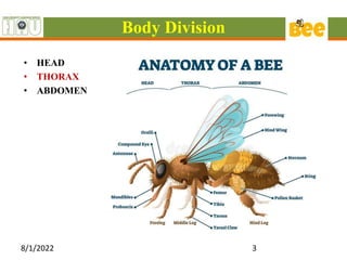 Body Division
• HEAD
• THORAX
• ABDOMEN
8/1/2022 3
 