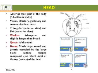 HEAD
• Anterior most part of the body
(3.1-4.0 mm width)
• Visual, olfactory, gustatory and
communication center
• Triangular (anterior view) and
flat (posterior view)
• Worker: triangular and
slightly longer than broad
• Queen: A bit round
• Drone: Much large, round and
greatly occupied by the large
black kidney shaped
compound eyes which meet at
the top (vertex) of the head
8/1/2022 4
•Geniculate (2)
ANTENNAE
•Compound eyes
(2)
•Ocelli (3)
EYES
•Chewing and
lapping
MOUTH
PARTS
•Suboesophageal
ganglion
BRAIN
 