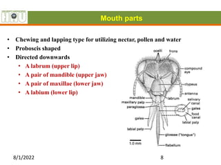 8/1/2022 8
• Chewing and lapping type for utilizing nectar, pollen and water
• Proboscis shaped
• Directed downwards
• A labrum (upper lip)
• A pair of mandible (upper jaw)
• A pair of maxillae (lower jaw)
• A labium (lower lip)
Mouth parts
 