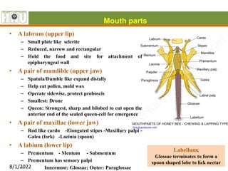 8/1/2022
9
• A labrum (upper lip)
– Small plate like sclerite
– Reduced, narrow and rectangular
– Hold the food and site for attachment of
epipharyngeal wall
• A pair of mandible (upper jaw)
– Spatula/Dumble like expand distally
– Help eat pollen, mold wax
– Operate sidewise, protect proboscis
– Smallest: Drone
– Queen: Strongest, sharp and bilobed to cut open the
anterior end of the sealed queen-cell for emergence
• A pair of maxillae (lower jaw)
– Rod like cardo -Elongated stipes -Maxillary palpi -
Galea (fork) -Lacinia (spoon)
• A labium (lower lip)
– Prementum - Mentum - Submentum
– Prementum has sensory palpi
– Innermost: Glossae; Outer: Paraglossae
Mouth parts
Labellum:
Glossae terminates to form a
spoon shaped lobe to lick nectar
 