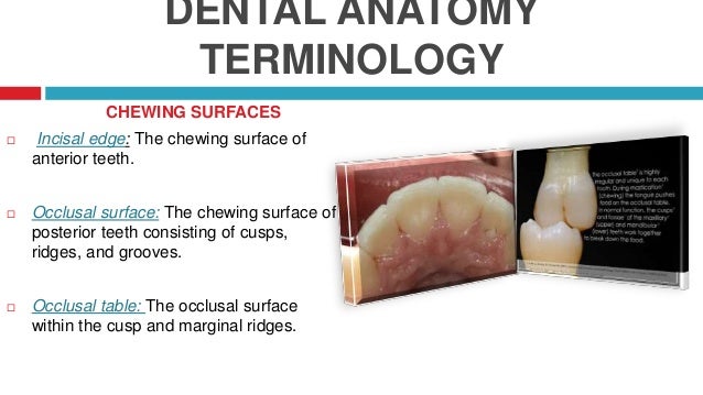 Wheeler`s Dental Anatomy Wheeler`s Dental Anatomy