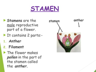 Stamen Example Morphology of inflorescence (Stamens & Carpel).pptx