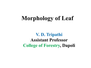 Morphology of Leaf
V. D. Tripathi
Assistant Professor
College of Forestry, Dapoli
 