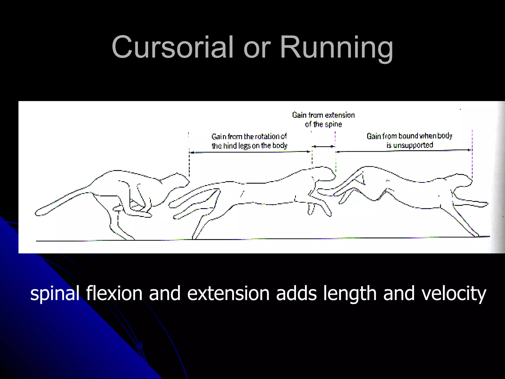 Morphology Of Mammals | PPT