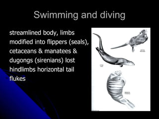 Morphology Of Mammals | PPT