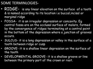 SOME TERMINLOGIES-
• RIDGE- is any linear elevation on the surface of a tooth
& is named according to its location i.e buccal,incisal or
marginal ridge
• FOSSA- it is an irregular depression or concavity. Eg
central fossa are on the occlusal surface of molars, formed
by the convergence of ridges terminating at a central point
in the bottom of the depression where a junction of grooves
occurs.
• SULCUS- it is a long depression or valley in the surface of a
tooth between ridge or cusp
• GROOVE- it is a shallow linear depression on the surface of
the tooth
• DEVELOPMENTAL GROOVE- it is a shallow groove or line
between the primary part of the crown or root.
 