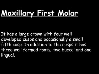 Maxillary First Molar
It has a large crown with four well
developed cusps and occasionally a small
fifth cusp. In addition to the cusps it has
three well formed roots; two buccal and one
lingual.
 