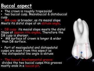 Buccal aspect
 The crown is roughly trapezoidal
• two buccal cusp. Mesiobuccal & distobuccal
cusp
• MB cusp is broader, as its mesial slope
Meets its distal slope at an obtuse angle.
• DB cusp- its mesial slope meets the distal
Slope at approx rite angles. Therefore the
DB cusp is sharper.
 MB surface of crown is longer & wider
than DB surface.
• Part of mesiopalatal and distopalatal
cusps are seen from this aspect as
the distopalatal line angle is obtuse
• The buccal developmental groove
divides the two buccal cusps.this grooves
mostly ends in a buccal pit.
 