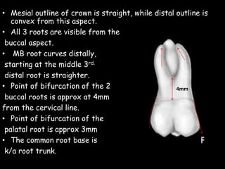 • Mesial outline of crown is straight, while distal outline is
convex from this aspect.
• All 3 roots are visible from the
buccal aspect.
• MB root curves distally,
starting at the middle 3rd.
distal root is straighter.
• Point of bifurcation of the 2
buccal roots is approx at 4mm
from the cervical line.
• Point of bifurcation of the
palatal root is approx 3mm
• The common root base is
k/a root trunk.
4mm
 