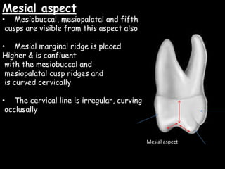 Mesial aspect
• Mesiobuccal, mesiopalatal and fifth
cusps are visible from this aspect also
• Mesial marginal ridge is placed
Higher & is confluent
with the mesiobuccal and
mesiopalatal cusp ridges and
is curved cervically
• The cervical line is irregular, curving
occlusally
Mesial aspect
 