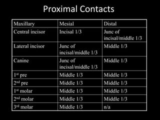 Proximal Contacts
Maxillary Mesial Distal
Central incisor Incisal 1/3 Junc of
incisal/middle 1/3
Lateral incisor Junc of
incisal/middle 1/3
Middle 1/3
Canine Junc of
incisal/middle 1/3
Middle 1/3
1st pre Middle 1/3 Middle 1/3
2nd pre Middle 1/3 Middle 1/3
1st molar Middle 1/3 Middle 1/3
2nd molar Middle 1/3 Middle 1/3
3rd molar Middle 1/3 n/a
 