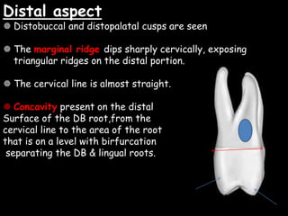 Distal aspect
 Distobuccal and distopalatal cusps are seen
 The marginal ridge dips sharply cervically, exposing
triangular ridges on the distal portion.
 The cervical line is almost straight.
 Concavity present on the distal
Surface of the DB root,from the
cervical line to the area of the root
that is on a level with birfurcation
separating the DB & lingual roots.
 