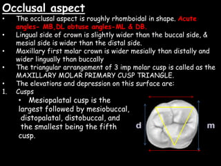 Occlusal aspect
• The occlusal aspect is roughly rhomboidal in shape. Acute
angles- MB,DL obtuse angles-ML & DB.
• Lingual side of crown is slightly wider than the buccal side, &
mesial side is wider than the distal side.
• Maxillary first molar crown is wider mesially than distally and
wider lingually than buccally
• The triangular arrangement of 3 imp molar cusp is called as the
MAXILLARY MOLAR PRIMARY CUSP TRIANGLE.
• The elevations and depression on this surface are:
1. Cusps
• Mesiopalatal cusp is the
largest followed by mesiobuccal,
distopalatal, distobuccal, and
the smallest being the fifth
cusp.
 