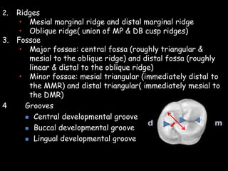 2. Ridges
 Mesial marginal ridge and distal marginal ridge
 Oblique ridge( union of MP & DB cusp ridges)
3. Fossae
 Major fossae: central fossa (roughly triangular &
mesial to the oblique ridge) and distal fossa (roughly
linear & distal to the oblique ridge)
 Minor fossae: mesial triangular (immediately distal to
the MMR) and distal triangular( immediately mesial to
the DMR)
4 Grooves
 Central developmental groove
 Buccal developmental groove
 Lingual developmental groove
 