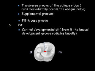  Fifth cusp groove
5. Pit
 Central developmental pit( from it the buccal
development groove radiates bucally)
 Transverse groove of the oblique ridge (
runs mesiodistally across the oblique ridge)
 Supplemental grooves
 
