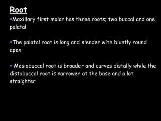 Root
Maxillary first molar has three roots; two buccal and one
palatal
The palatal root is long and slender with bluntly round
apex
 Mesiobuccal root is broader and curves distally while the
distobuccal root is narrower at the base and a lot
straighter
 