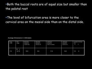 Both the buccal roots are of equal size but smaller than
the palatal root
The level of bifurcation area is more closer to the
cervical area on the mesial side than on the distal side.
1.0 010.011.08.010.0
B L
12 137.5
Curvature of Cervical
Line
M D
Labiolingual
Diameter at
Cervical Line
Labiolingual
Diameter at
Crest of Curvature
Mesiodistal
Diameter at
Cervical Line
Mesiodistal
Diameter at
Contact Area
Root
Length
Crown
Length
Average Dimensions in millimeters
 