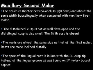 Maxillary Second Molar
The crown is shorter cervico-occlusally(0.5mm) and about the
same width buccolingually when compared with maxillary first
molar.
 The distobuccal cusp is not as well developed and the
distolingual cusp is also small. The fifth cusp is absent
The roots are almost the same size as that of the first molar.
Roots are more inclined distally
The apex of the lingual root is in line with the DL cusp tip
instead of the lingual groove as was found on 1st molar- buccal
aspect.
 