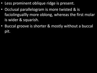 • Less prominent oblique ridge is present.
• Occlusal parallelogram is more twisted & is
faciolinguallly more oblong, whereas the first molar
is wider & squarish.
• Buccal groove is shorter & mostly without a buccal
pit.
 