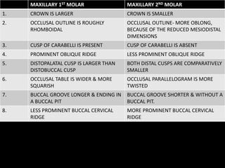 MAXILLARY 1ST MOLAR MAXILLARY 2ND MOLAR
1. CROWN IS LARGER CROWN IS SMALLER
2. OCCLUSAL OUTLINE IS ROUGHLY
RHOMBOIDAL
OCCLUSAL OUTLINE- MORE OBLONG,
BECAUSE OF THE REDUCED MESIODISTAL
DIMENSIONS
3. CUSP OF CARABELLI IS PRESENT CUSP OF CARABELLI IS ABSENT
4. PROMINENT OBLIQUE RIDGE LESS PROMINENT OBLIQUE RIDGE
5. DISTOPALATAL CUSP IS LARGER THAN
DISTOBUCCAL CUSP
BOTH DISTAL CUSPS ARE COMPARATIVELY
SMALLER
6. OCCLUSAL TABLE IS WIDER & MORE
SQUARISH
OCCLUSAL PARALLELOGRAM IS MORE
TWISTED
7. BUCCAL GROOVE LONGER & ENDING IN
A BUCCAL PIT
BUCCAL GROOVE SHORTER & WITHOUT A
BUCCAL PIT.
8. LESS PROMINENT BUCCAL CERVICAL
RIDGE
MORE PROMINENT BUCCAL CERVICAL
RIDGE
 