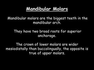 Mandibular Molars
Mandibular molars are the biggest teeth in the
mandibular arch.
They have two broad roots for superior
anchorage.
The crown of lower molars are wider
mesiodistally than buccolingually, the opposite is
true of upper molars.
 