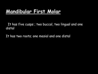 Mandibular First Molar
It has five cusps ; two buccal, two lingual and one
distal
It has two roots; one mesial and one distal
 