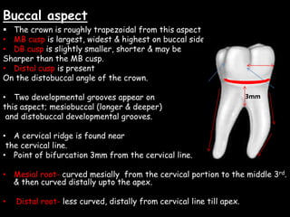 Buccal aspect
 The crown is roughly trapezoidal from this aspect
• MB cusp is largest, widest & highest on buccal side
• DB cusp is slightly smaller, shorter & may be
Sharper than the MB cusp.
• Distal cusp is present
On the distobuccal angle of the crown.
• Two developmental grooves appear on
this aspect; mesiobuccal (longer & deeper)
and distobuccal developmental grooves.
• A cervical ridge is found near
the cervical line.
• Point of bifurcation 3mm from the cervical line.
• Mesial root- curved mesially from the cervical portion to the middle 3rd.
& then curved distally upto the apex.
• Distal root- less curved, distally from cervical line till apex.
3mm
 