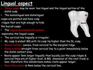 Lingual aspect
• Three cusps may be seen; two lingual and the lingual portion of the
distal cusp
• The mesiolingual and distolingual
cusps are pointed and have cusp
ridges that are high enough to hide
the buccal cusps
• The lingual developmental groove
separates the lingual cusps
• The cervical line lingually is irregular.
• ML cusp is widest MD,with its cusp tip higher than the DL cusp.
• Mesial outline- convex, from cervical to the marginal ridge.
• Distal outline-straight from cervical line to a point immediately below
the distal contact area.
• Roots appear 1mm longer lingually than bucally,coz the cusp ridges &
cervical lines are at higher level. & MD dimension of the root trunk is
less, therefore this slenderness makes roots appear longer.
• Root bifurcation is 4mm below the cervical line.
4mm
 