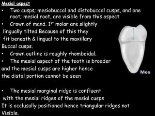 Mesial aspect
• Two cusps; mesiobuccal and distobuccal cusps, and one
root; mesial root, are visible from this aspect
• Crown of mand. 1st molar are slightly
lingually tilted.Because of this they
fit beneath & lingual to the maxillary
Buccal cusps.
• Crown outline is roughly rhomboidal.
• The mesial aspect of the tooth is broader
and the mesial cusps are higher hence
the distal portion cannot be seen
• The mesial marginal ridge is confluent
with the mesial ridges of the mesial cusps
It is occlusally positioned hence triangular ridges not
Visible.
 