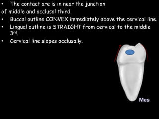 • The contact are is in near the junction
of middle and occlusal third.
• Buccal outline CONVEX immediately above the cervical line.
• Lingual outline is STRAIGHT from cervical to the middle
3rd.
• Cervical line slopes occlusally.
 