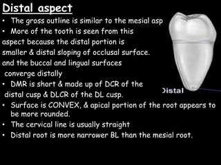 Distal aspect
• The gross outline is similar to the mesial aspect
• More of the tooth is seen from this
aspect because the distal portion is
smaller & distal sloping of occlusal surface.
and the buccal and lingual surfaces
converge distally
• DMR is short & made up of DCR of the
distal cusp & DLCR of the DL cusp.
• Surface is CONVEX, & apical portion of the root appears to
be more rounded.
• The cervical line is usually straight
• Distal root is more narrower BL than the mesial root.
 