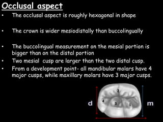 Occlusal aspect
• The occlusal aspect is roughly hexagonal in shape
• The crown is wider mesiodistally than buccolingually
• The buccolingual measurement on the mesial portion is
bigger than on the distal portion
• Two mesial cusp are larger than the two distal cusp.
• From a development point- all mandibular molars have 4
major cusps, while maxillary molars have 3 major cusps.
1
2
3
4
 