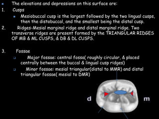  The elevations and depressions on this surface are:
1. Cusps
 Mesiobuccal cusp is the largest followed by the two lingual cusps,
then the distobuccal, and the smallest being the distal cusp.
2. Ridges-Mesial marginal ridge and distal marginal ridge. Two
transverse ridges are present formed by the TRIANGULAR RIDGES
OF MB & ML CUSPS, & DB & DL CUSPS.
3. Fossae
 Major fossae: central fossa( roughly circular, & placed
centrally between the buccal & lingual cusp ridges)
 Minor fossae: mesial triangular(distal to MMR) and distal
triangular fossae( mesial to DMR)
 