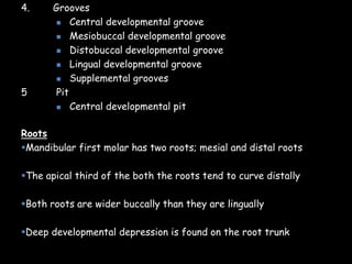4. Grooves
 Central developmental groove
 Mesiobuccal developmental groove
 Distobuccal developmental groove
 Lingual developmental groove
 Supplemental grooves
5 Pit
 Central developmental pit
Roots
Mandibular first molar has two roots; mesial and distal roots
The apical third of the both the roots tend to curve distally
Both roots are wider buccally than they are lingually
Deep developmental depression is found on the root trunk
 