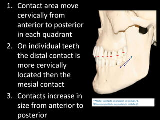1. Contact area move
cervically from
anterior to posterior
in each quadrant
2. On individual teeth
the distal contact is
more cervically
located then the
mesial contact
3. Contacts increase in
size from anterior to
posterior
2
**Note: Contacts on incisors in incisal1/3,
Where as contacts on molars in middle /3
 