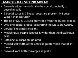 MANDIBULAR SECOND MOLAR
• Crown is wider mesiodistally than cervicoincisally or
buccolingually
• 2 buccal cusps & 2 lingual cusps are present. MB cusp
WIDER than DB CUSP.
• The tip of ML & DL cusp are visible from the buccal aspect.
• Only one buccal groove, separating the MB & DB CUSPS.
• Cervical line almost straight
• Mesiolingual cusp is longest & wider than the distolingual
cusp.
• Both lingual cusps are pointed.
• Mesiodistal width at the cervix is greater than that of 1st
molar.
• Crown & root both converges lingually.
 