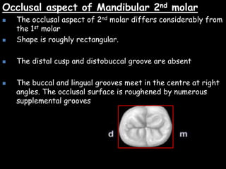 Occlusal aspect of Mandibular 2nd molar
 The occlusal aspect of 2nd molar differs considerably from
the 1st molar
 Shape is roughly rectangular.
 The distal cusp and distobuccal groove are absent
 The buccal and lingual grooves meet in the centre at right
angles. The occlusal surface is roughened by numerous
supplemental grooves
 