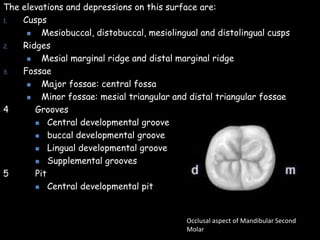 The elevations and depressions on this surface are:
1. Cusps
 Mesiobuccal, distobuccal, mesiolingual and distolingual cusps
2. Ridges
 Mesial marginal ridge and distal marginal ridge
3. Fossae
 Major fossae: central fossa
 Minor fossae: mesial triangular and distal triangular fossae
4 Grooves
 Central developmental groove
 buccal developmental groove
 Lingual developmental groove
 Supplemental grooves
5 Pit
 Central developmental pit
Occlusal aspect of Mandibular Second
Molar
 