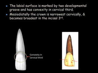  The labial surface is marked by two developmental
groove and has convexity in cervical third.
 Mesiodistally the crown is narrowest cervically, &
becomes broadest in the incisal 3rd.
Convexity in
cervical third
a b
 