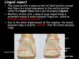 Lingual aspect
• The crown profile is same as that of labial surface except
that there is a broad depression in the central portion
called the lingual fossa and a well developed cingulum.
 Maxillary incisor with a deep & large lingual fossa &
prominent mesial & distal marginal ridges are called as
SHOVEL SHAPED INCISOR
 Due to the distal displacement of the cingulum, the mesial
marginal ridge is slightly LONGER than the distal marginal
ridge
Lingual fossa
Cingulum
Marginal
ridges
Lingual ridge
 